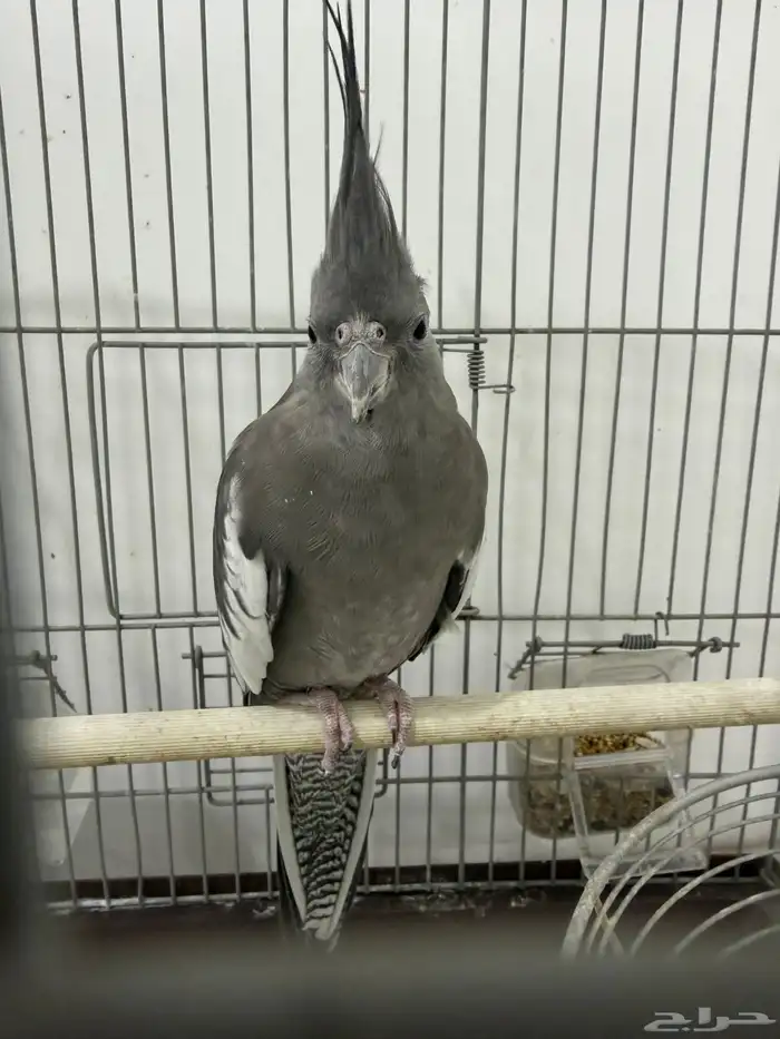 كروان تربيه 0