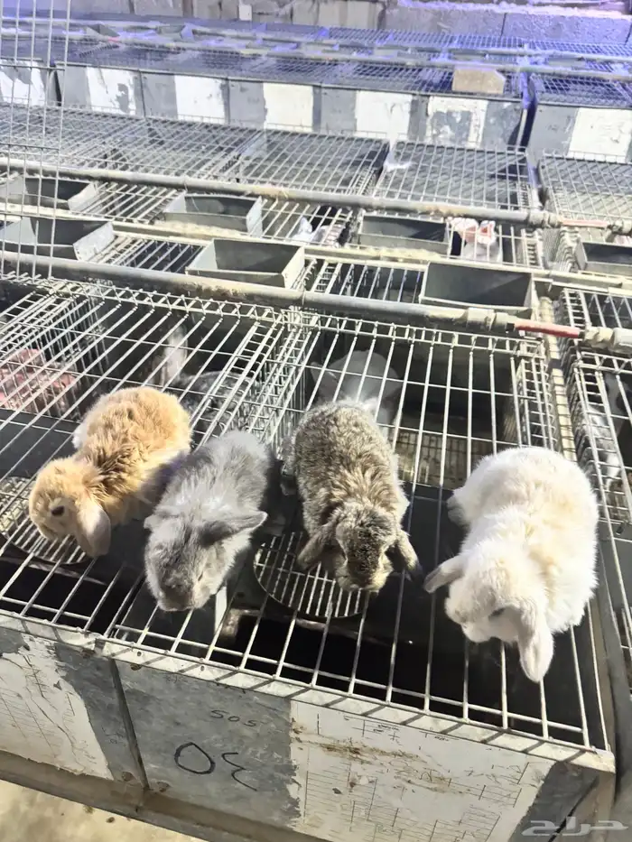 للبيع ارنب ذكر هولندي لوب عمر شهر 0