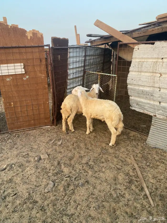 للبيع خرفان ذبايح 3