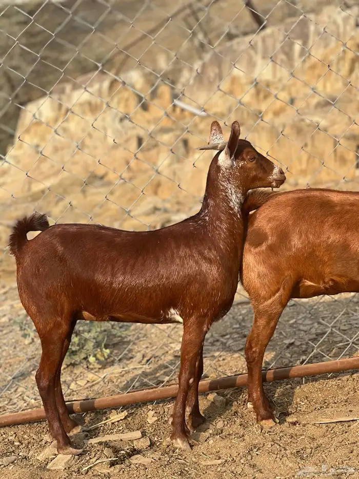 جفار دهم بعضهم دفيع 1