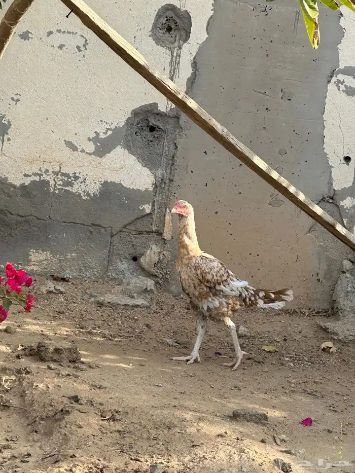 دجاجه سنديه منتجه 3