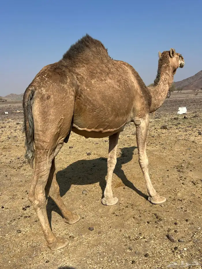 لقحه حمرا فروع ب 6800 تم البيع 3