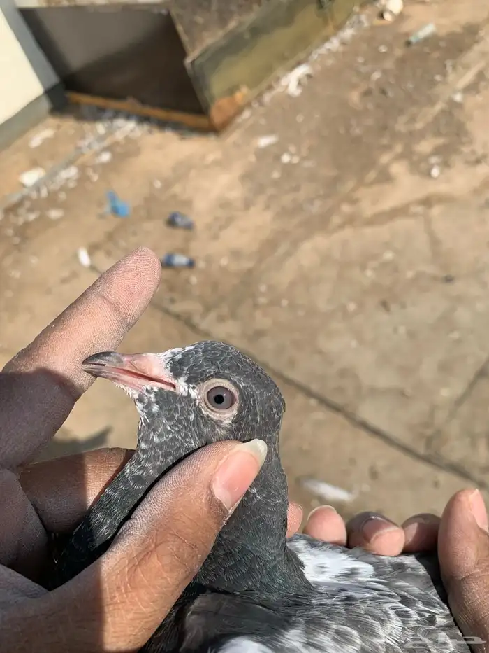 حمام بكستاني 8