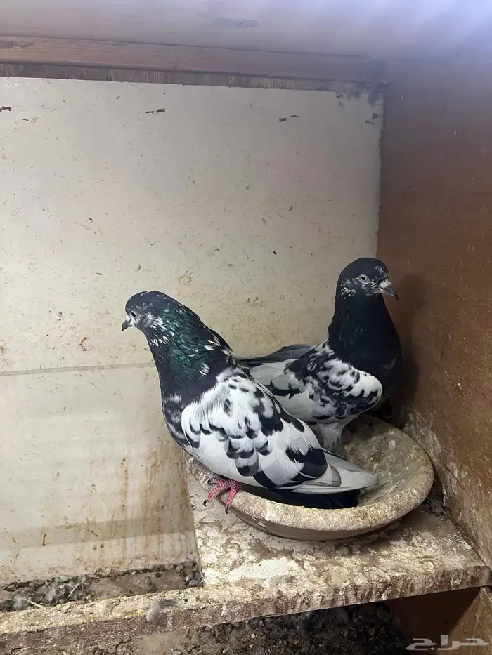 حمام باكستاني 2