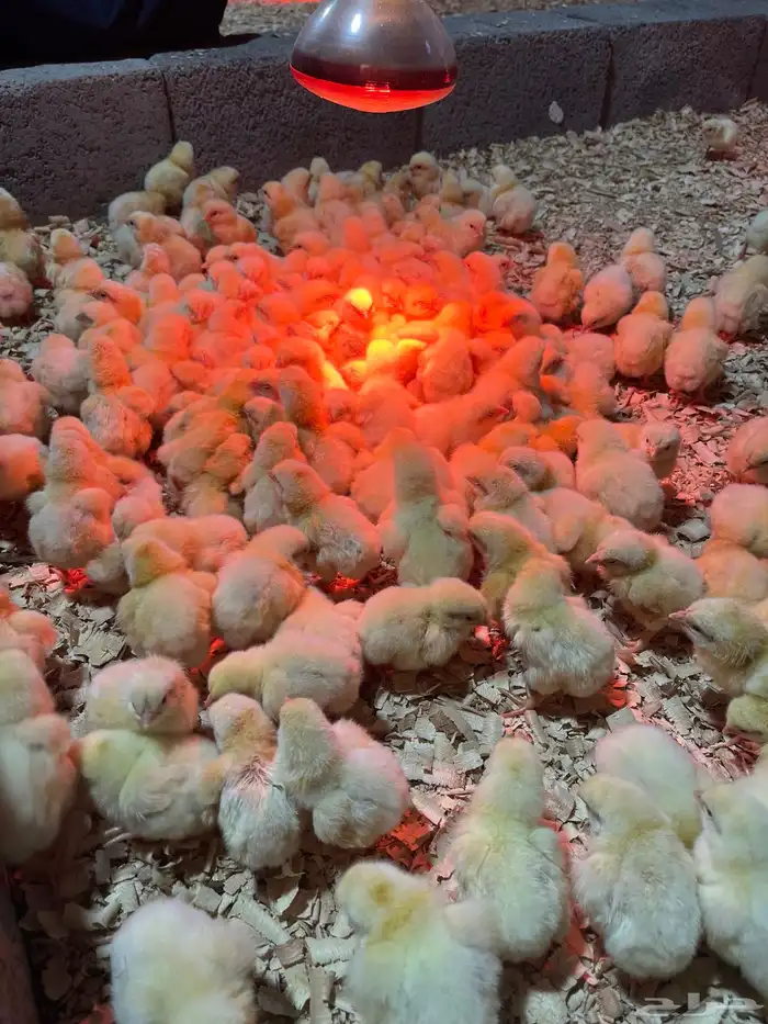 صوص لاحم روس 0