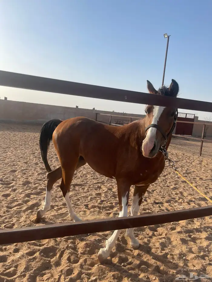 مهره العمر 3 سنوات الأب واهو الام شعبيه للبيع 2