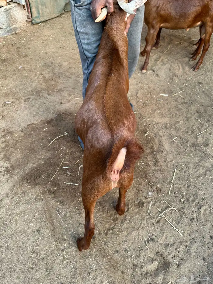 ذبايح تيوس دهم جنوبيه 1