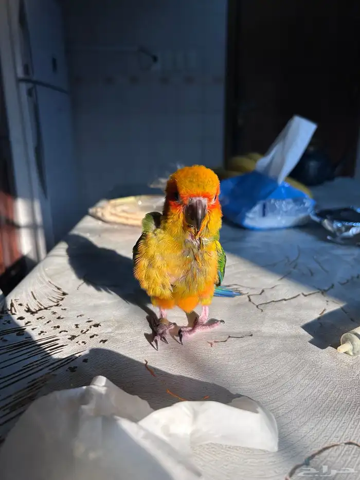 فرخ صن كنيور مجنون غر 4