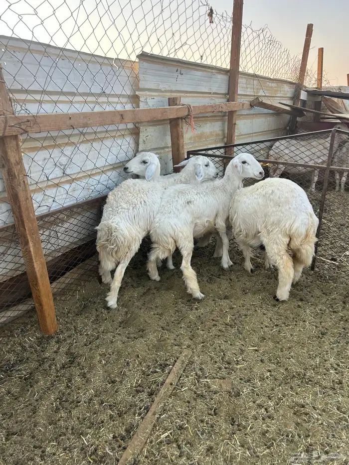 خرفان ورخال 0