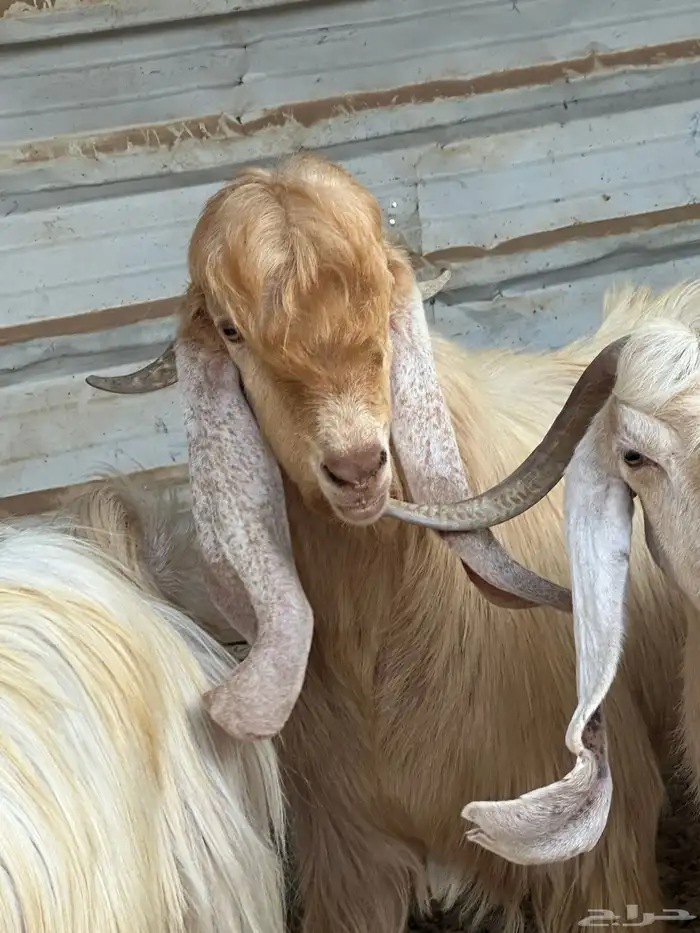 معزا عارضية فاخرة 3