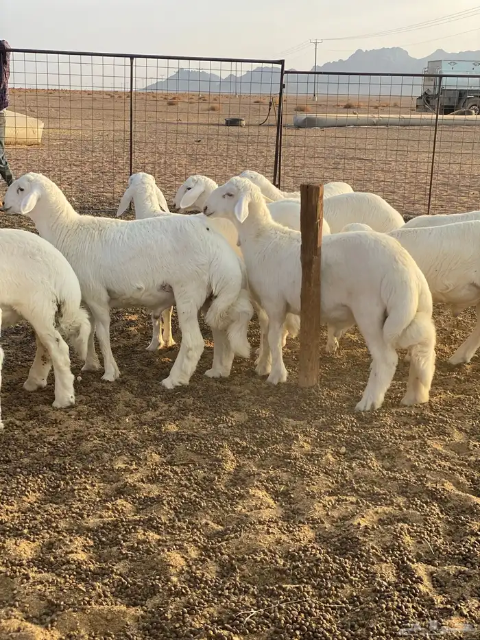 خرفان فواخر 1