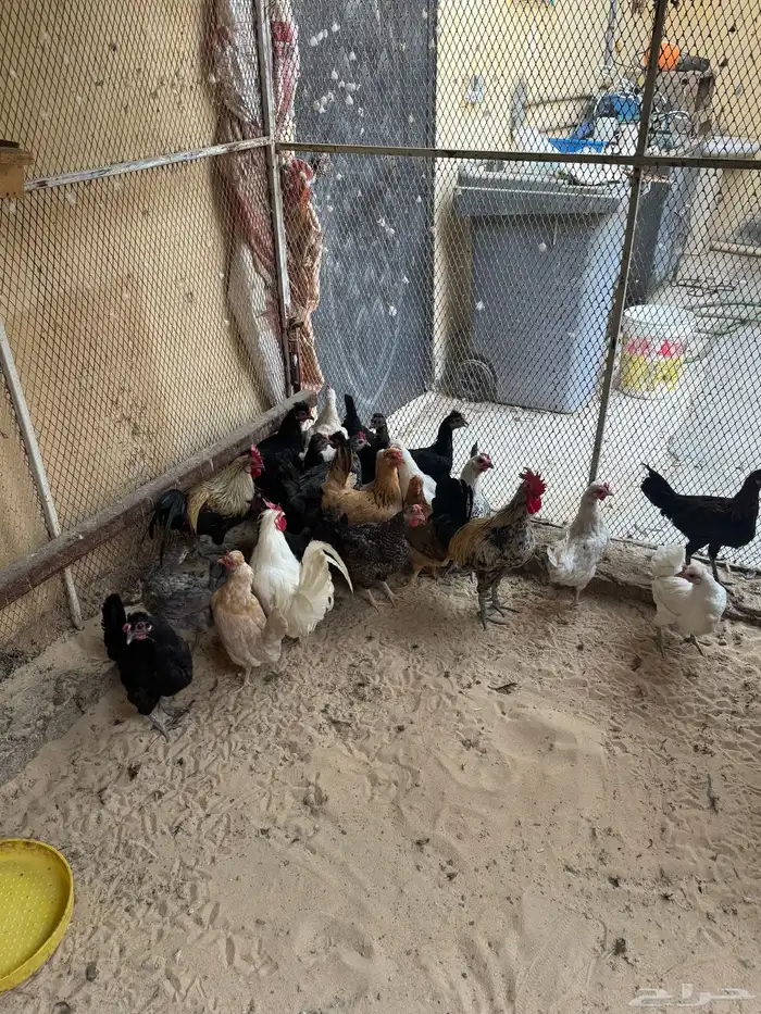 دجاج حساوي بياض 1