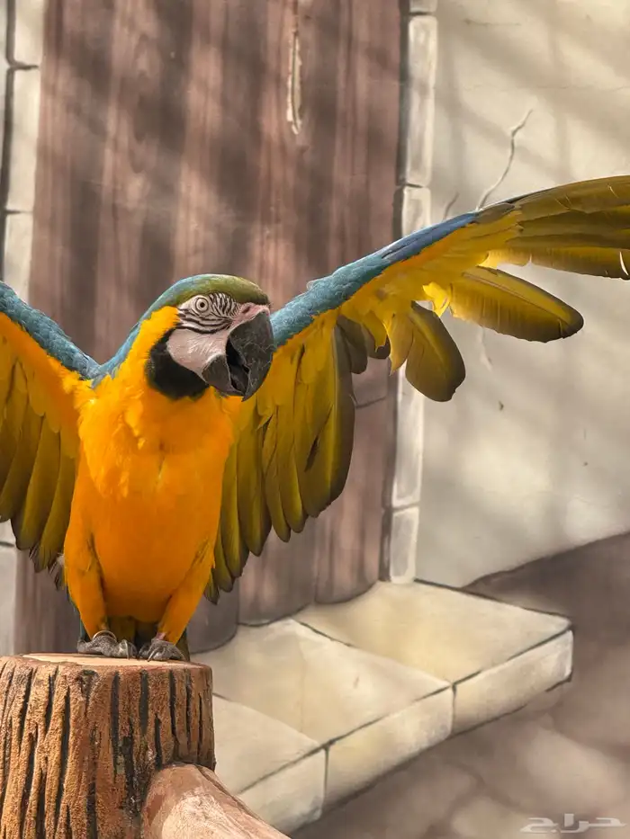 طيور للبيع 16