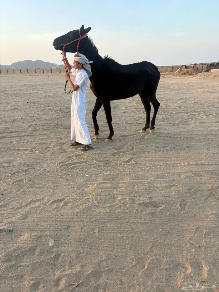 نجران الحصينيه سائلة غزال 4