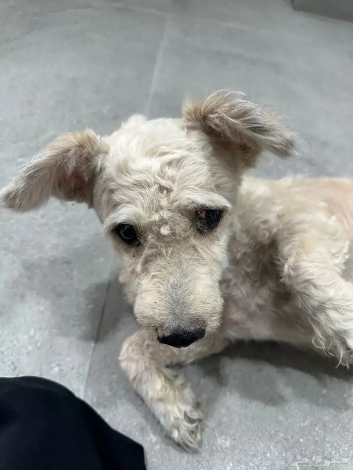 كلبتان مفقوده للتبني 0