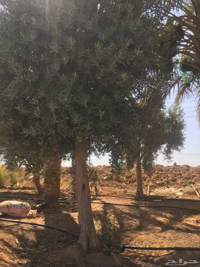 اشجار زيتون شجر زيتون معمر 3