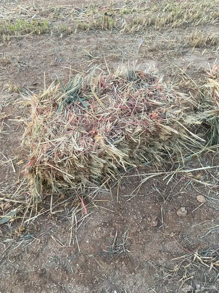 ذرة جيزنية 0