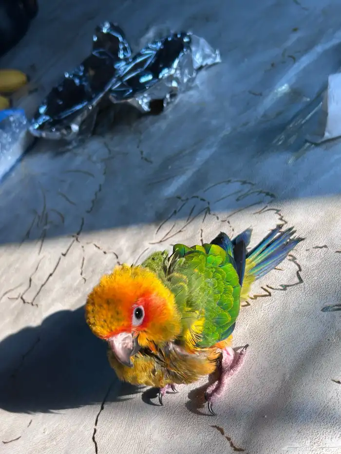 فرخ صن كنيور مجنون غر 1