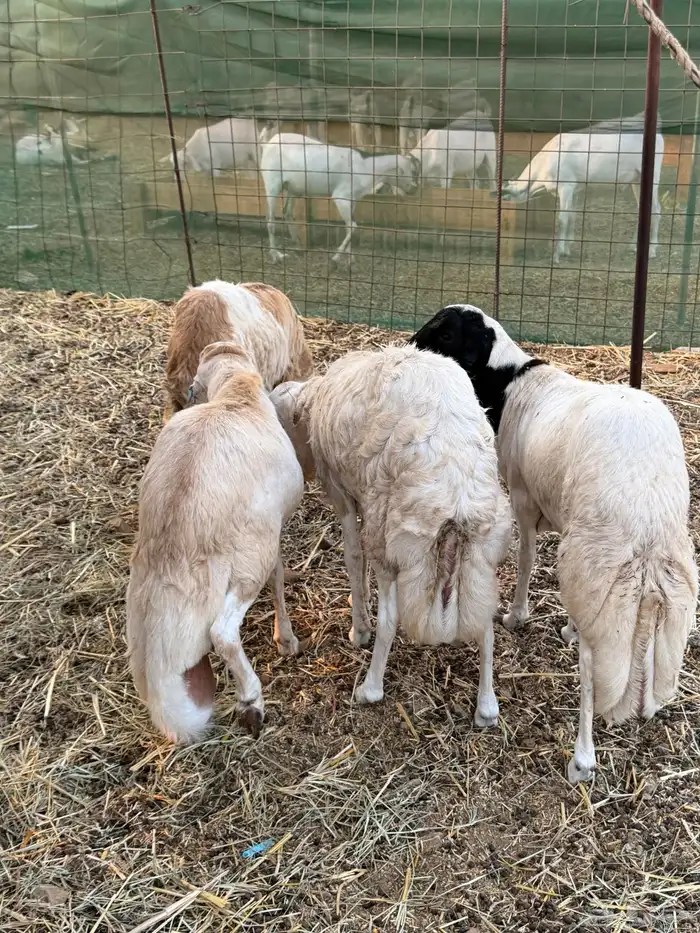 طليان رفيدي 0