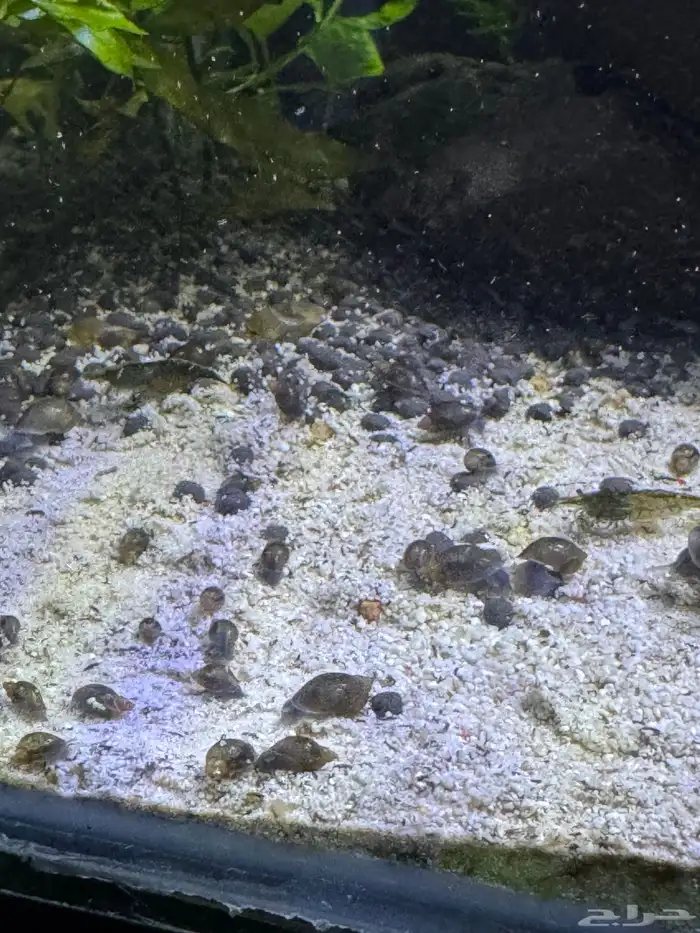 حلزون للبيع 3