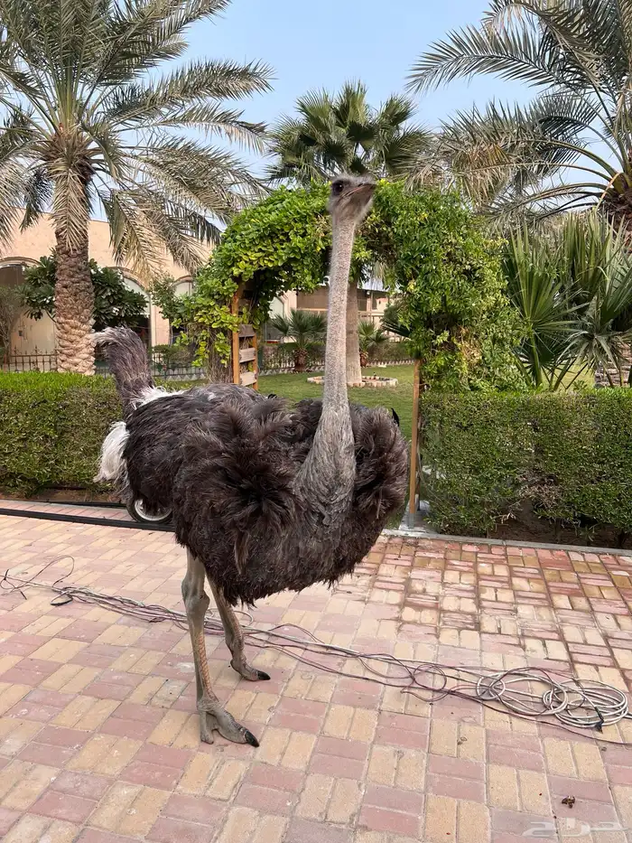 لحم نعام سنه ونصف العمر 4