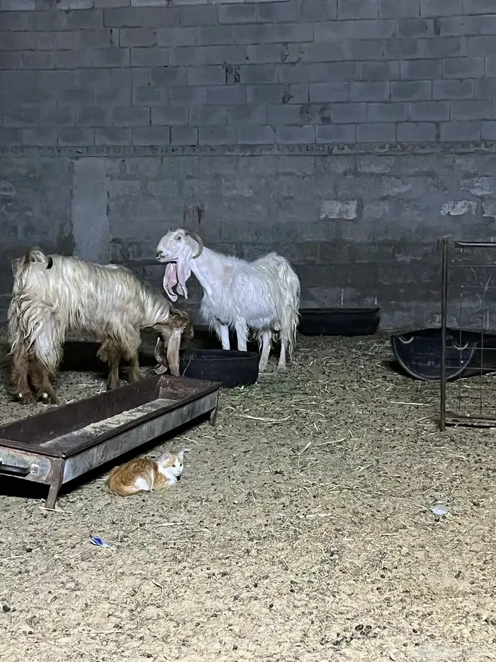 عنز مصريه بيضا 3