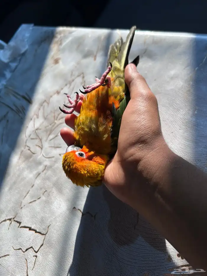 فرخ صن كنيور مجنون غر 6