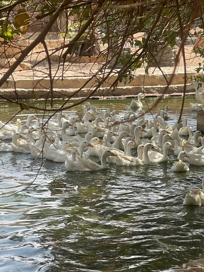 بيض بط مخصب بكيني 3