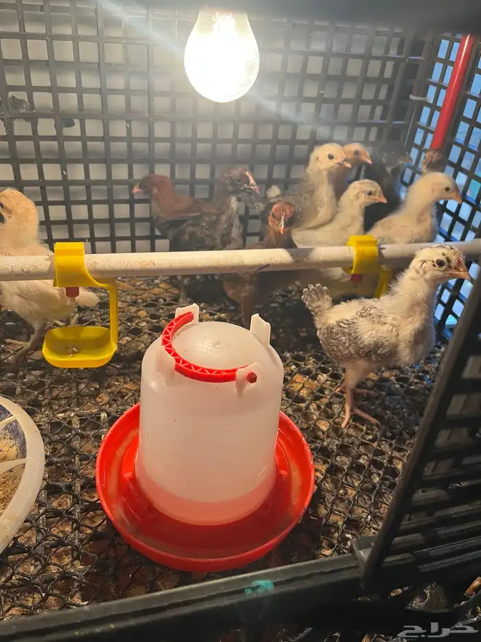 صوص فيومي وبلدي عمر اسبوعين 1