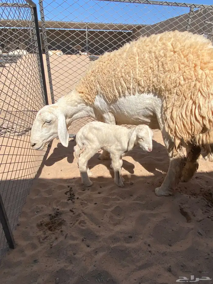 انتاج صنف الغاليات 1