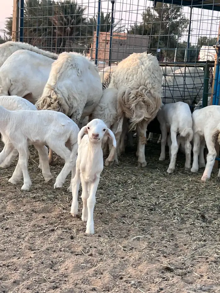 مراح حريات مواليد ولد 24