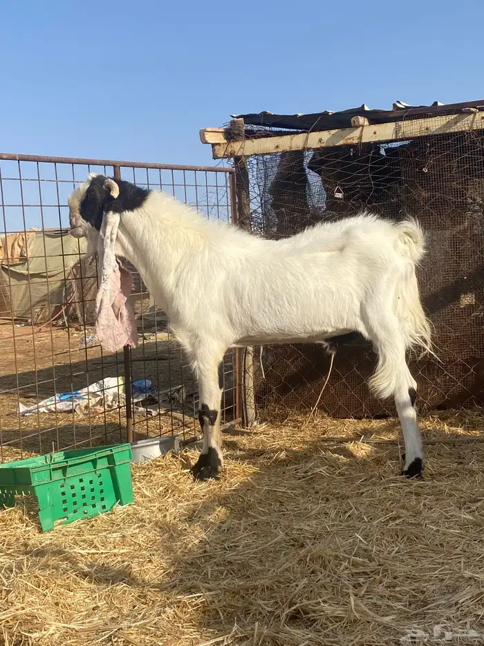 تيس صنف هولندي مشروك بمصري الحد ب2000 0