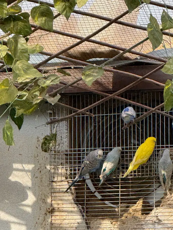 طيور للبيع 26