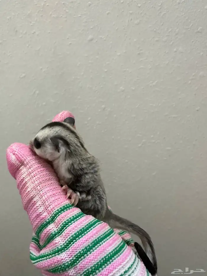 فرخ سنجاب للبيع 0