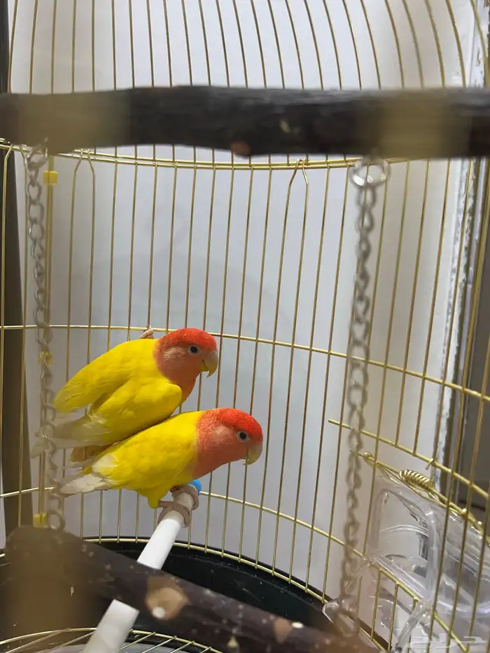 ببغاء الروز 3