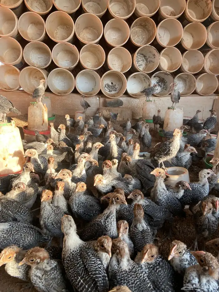 دجاج فيومي شبابي بالحناكيه 0