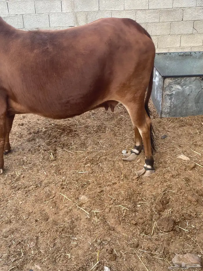 بقره للبيع 1