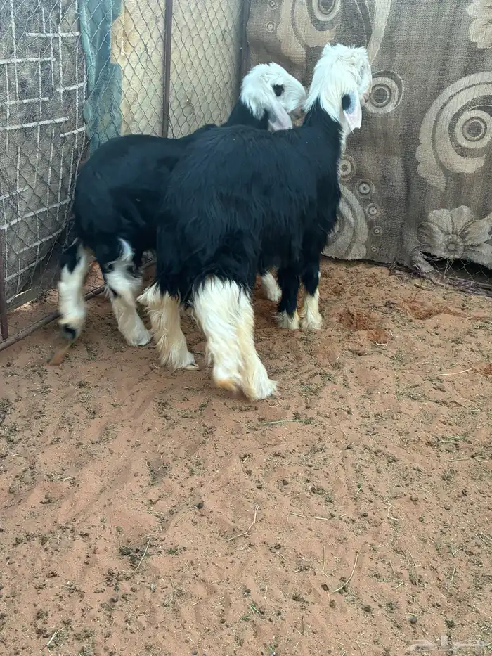 بهم نجد طيبات 2