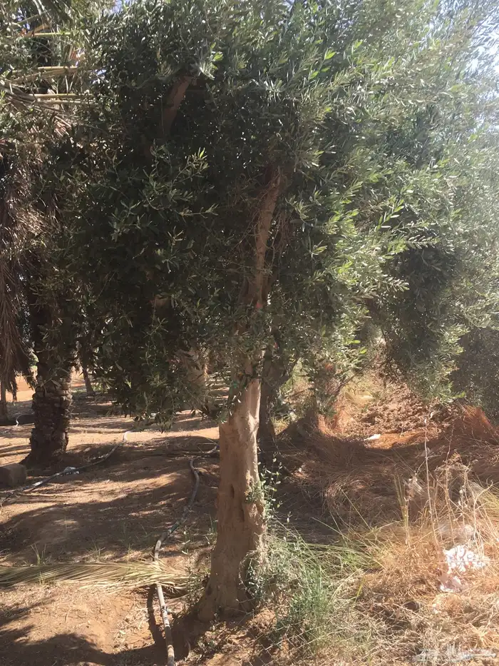 اشجار زيتون شجر زيتون معمر 1
