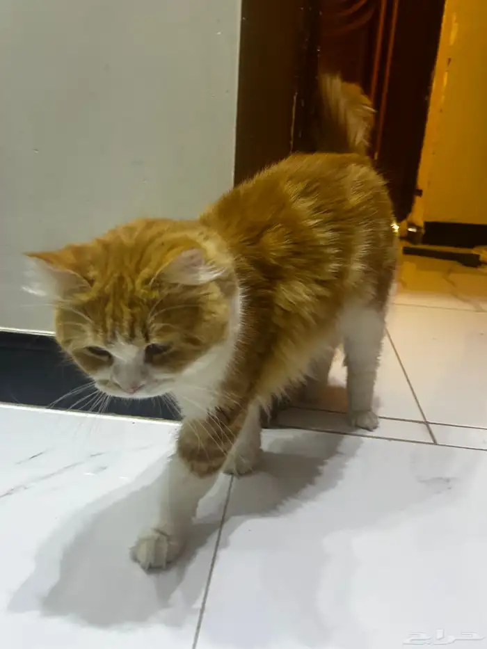 للتبني مستعجل  قط ذكر اليف جدا 2