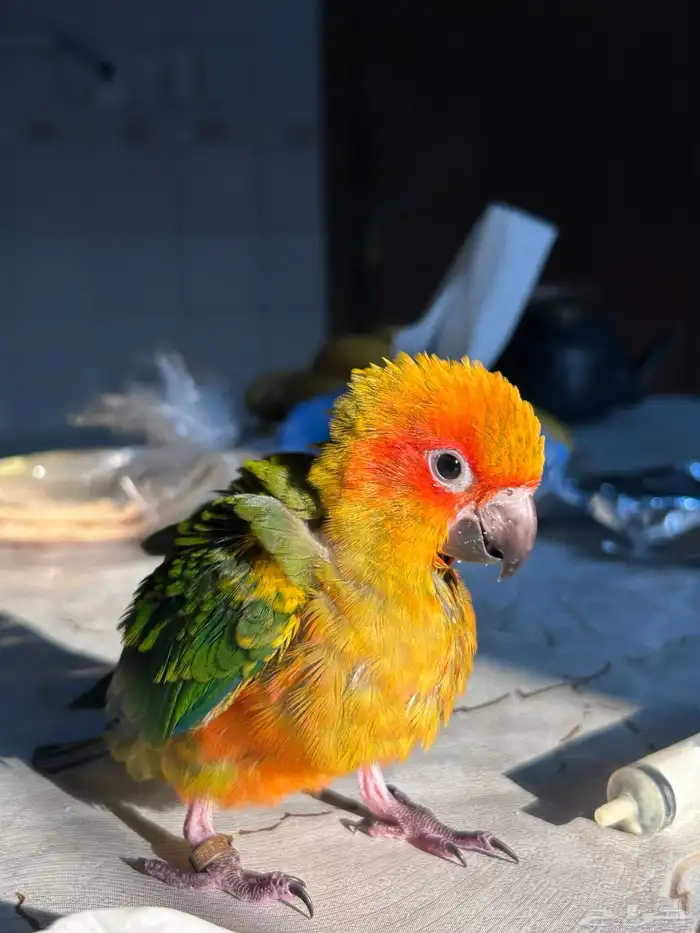 فرخ صن كنيور مجنون غر 3