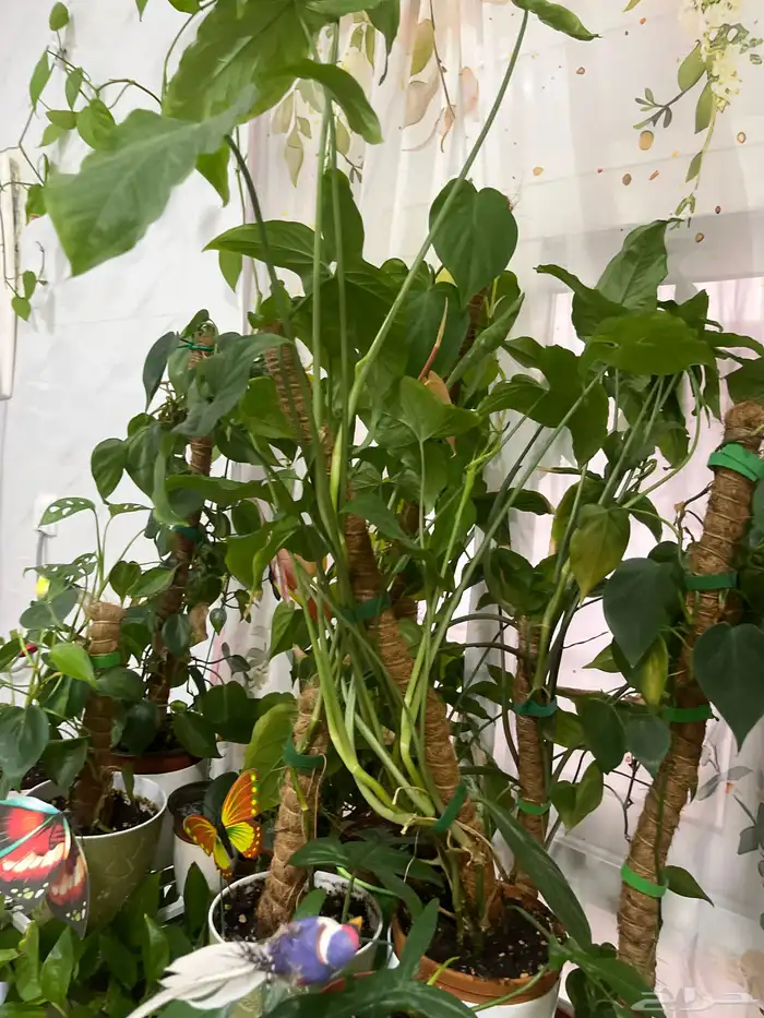 زرع داخلي مختلف الانواع وسعروا طيب جدا 2