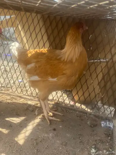 دجاجه تركيه للبيع اقبل بدل index