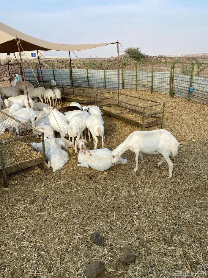 رخال رفيديات جذعات ولد ودفيع 4