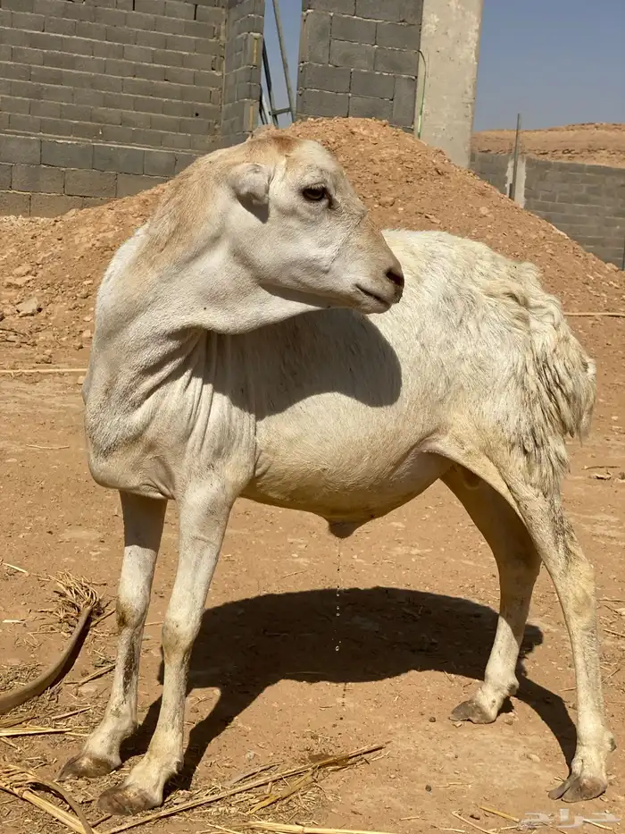 رفيدي مرابي 6 شهور 0