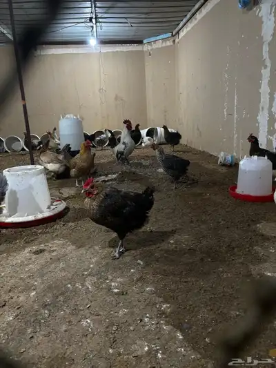 دجاج بياض مشكل براهما وتركي وبلدي وفيومي index