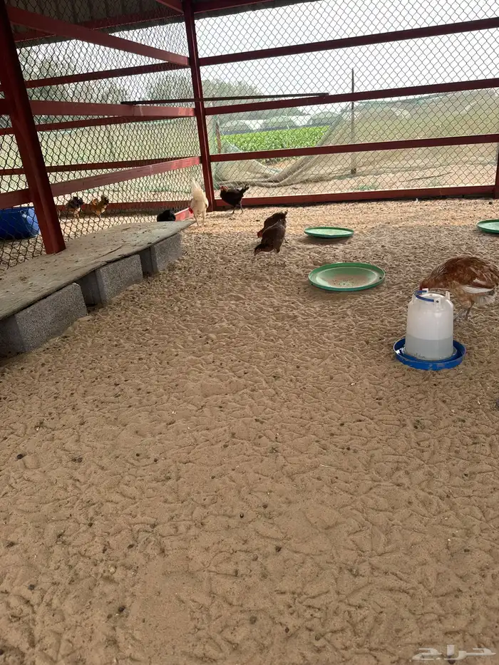 دجاج للبيع 0