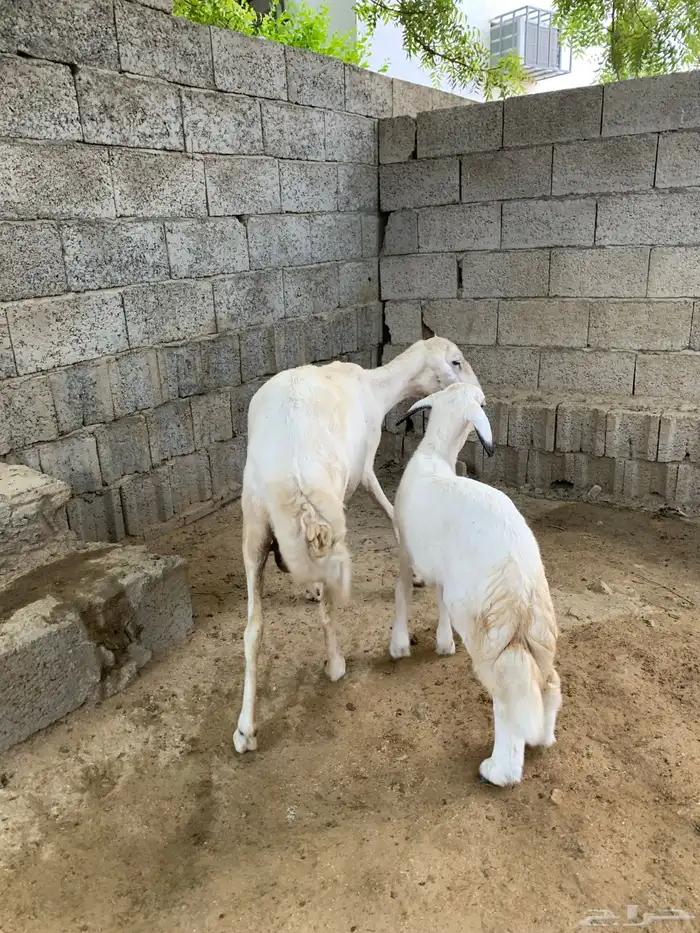 نعجه يتبعها رخله 3