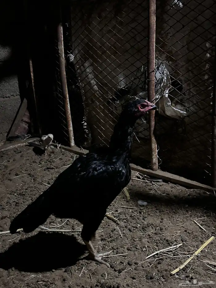 دجاج شامو اصيل ياباني 1