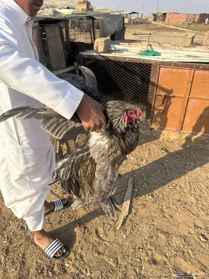 دجاج براهما 2 ديك 1دجاجه الصحه شرط 4